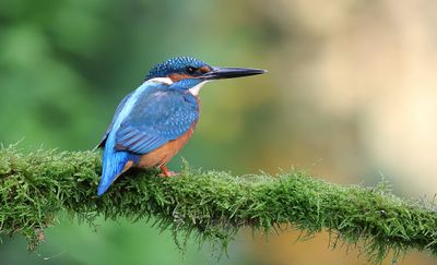 IJsvogel (Common Kingfisher)