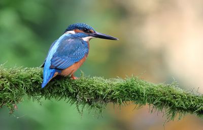 IJsvogel (Common Kingfisher)