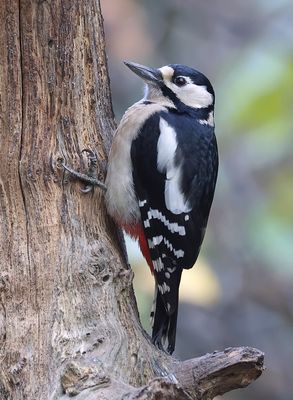 Grote Bonte Specht (Great Spotted Woodpecker)