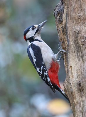 Grote Bonte Specht (Great Spotted Woodpecker)