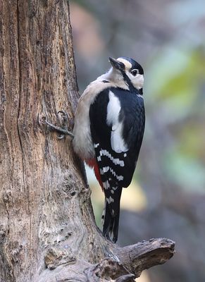 Grote Bonte Specht (Great Spotted Woodpecker)