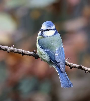 Pimpelmees (Blue Tit)