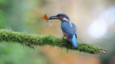 IJsvogel (Common Kingfisher)