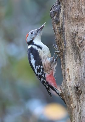 Middelste Bonte Specht (Middle-spotted Woodpecker)
