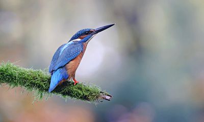 IJsvogel (Common Kingfisher)