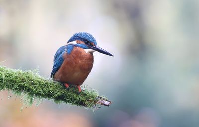 IJsvogel (Common Kingfisher)
