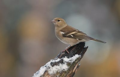 Vink (Common Chaffinch)