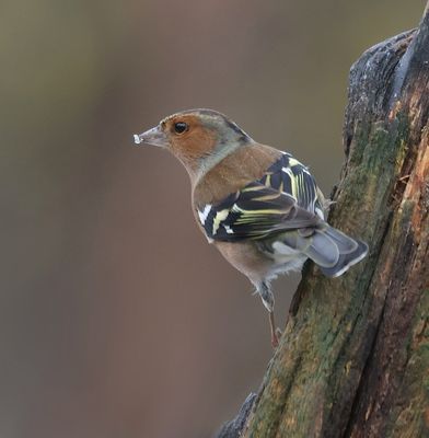 Vink (Common Chaffinch)