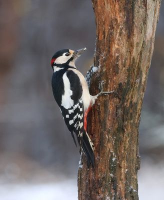 Grote Bonte Specht (Great Spotted Woodpecker)