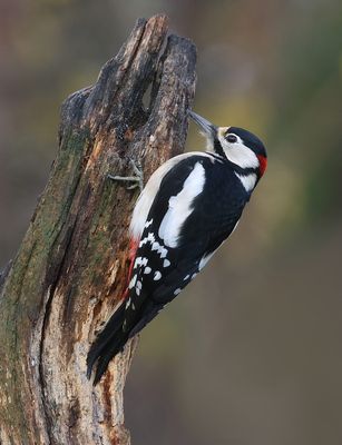 Grote Bonte Specht (Great Spotted Woodpecker)
