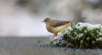 Grote Gele Kwikstaart (Grey Wagtail)
