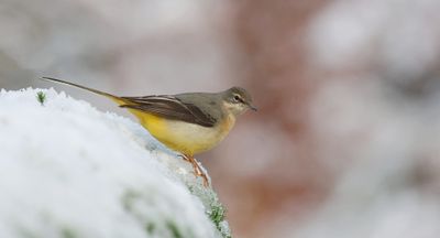 Grote Gele Kwikstaart (Grey Wagtail)