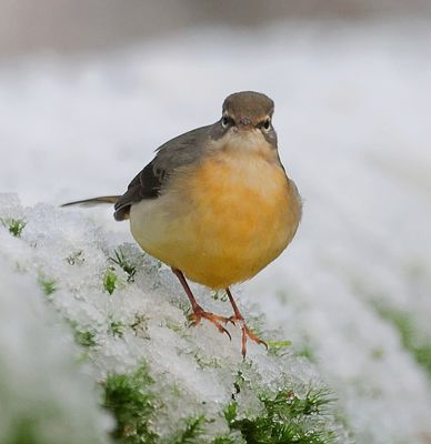 Grote Gele Kwikstaart (Grey Wagtail)