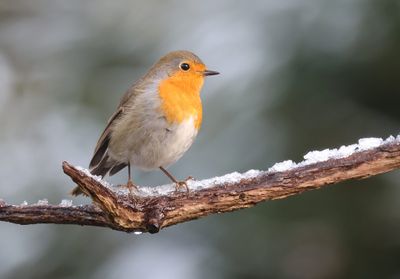 Roodborst (European Robin)