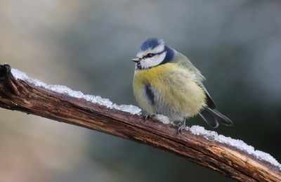 Pimpelmees (Blue Tit)