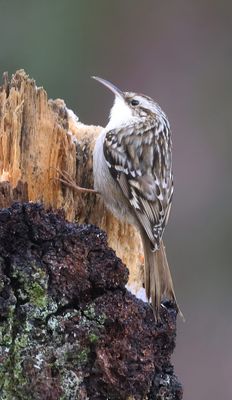 Boomkruiper (Short-toed Treecreeper)