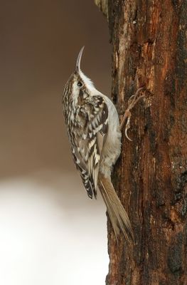 Boomkruiper (Short-toed Treecreeper)