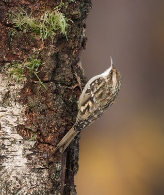 Boomkruiper (Short-toed Treecreeper)