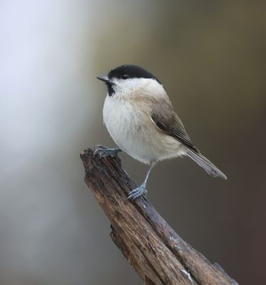 Glanskop (Marsh Tit)