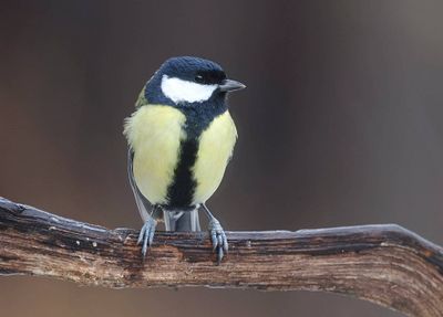 Koolmees (Great Tit)
