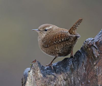 Winterkoning (Eurasian Wren)