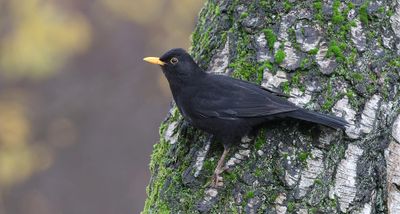 Merel (Common Blackbird)