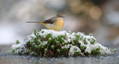 Grote Gele Kwikstaart (Grey Wagtail)
