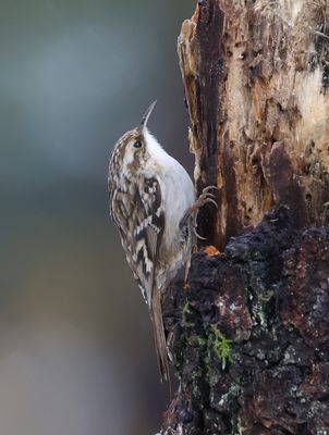 Boomkruiper (Short-toed Treecreeper)