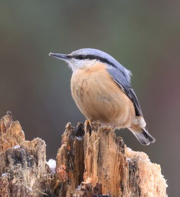Boomklever (Eurasian Nuthatch)