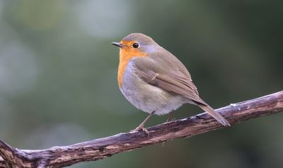 Roodborst (European Robin)