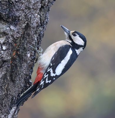 Grote Bonte Specht (Great Spotted Woodpecker)