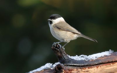 Glanskop (Marsh Tit)
