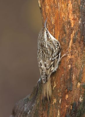 Boomkruiper (Short-toed Treecreeper)
