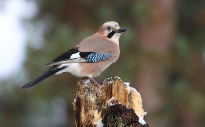 Gaai (Eurasian Jay)