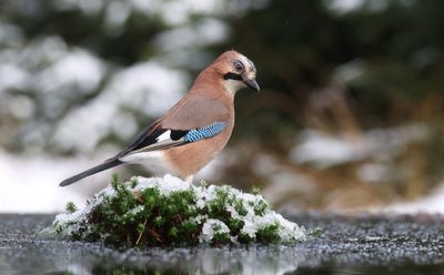 Gaai (Eurasian Jay)