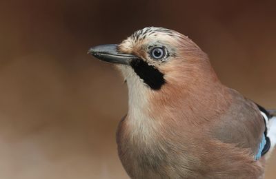 Gaai (Eurasian Jay)