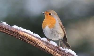 Roodborst (European Robin)