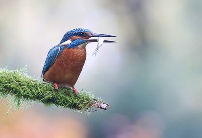 IJsvogel (Common Kingfisher)