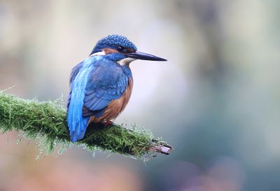 IJsvogel (Common Kingfisher)