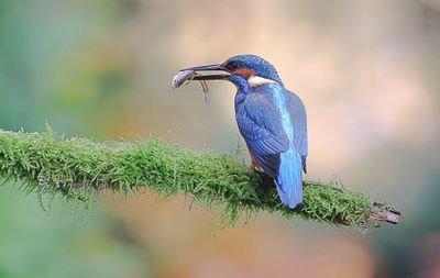IJsvogel (Common Kingfisher)