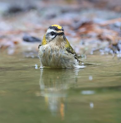 Vuurgoudhaan (Common Firecrest)