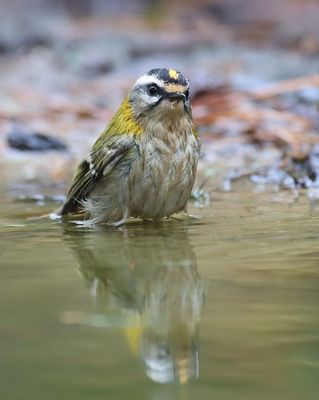 Vuurgoudhaan (Common Firecrest)