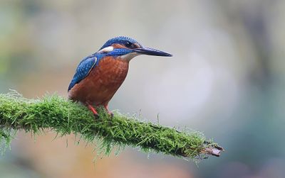 IJsvogel (Common Kingfisher)