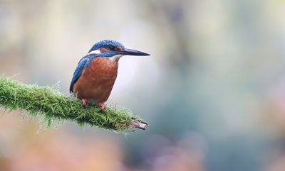 IJsvogel (Common Kingfisher)
