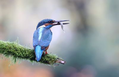 IJsvogel (Common Kingfisher)