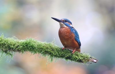 IJsvogel (Common Kingfisher)