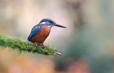 IJsvogel (Common Kingfisher)