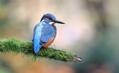 IJsvogel (Common Kingfisher)