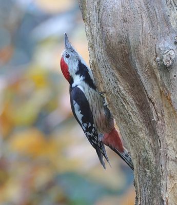 Middelste Bonte Specht (Middle-spotted Woodpecker)