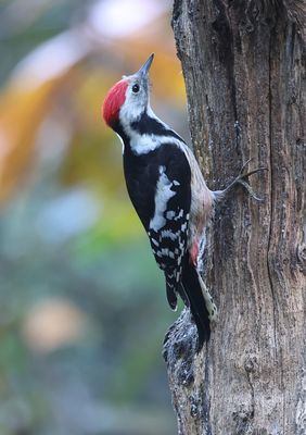 Middelste Bonte Specht (Middle-spotted Woodpecker)